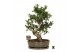 Ficus microcarpa ginseng Ficus micr. S-type in keram. ovale schaal met 