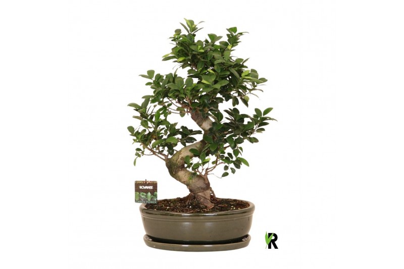 Ficus microcarpa ginseng Ficus micr. S-type in keram. ovale schaal met 