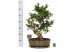 Ficus microcarpa ginseng Ficus micr. S-type in keram. ovale schaal met 