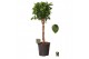Ficus microcarpa moclame Ficus micr. Moclame gevlochten stam 4 pp 