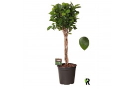 Ficus microcarpa moclame Ficus micr. Moclame gevlochten stam 4 pp