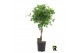 Ficus microcarpa moclame Ficus micr. Moclame gevlochten stam 4 pp 