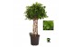 Ficus microcarpa moclame Ficus micr. Moclame gevlochten cilinder 8 pp 