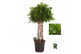 Ficus microcarpa moclame Ficus micr. Moclame gevlochten cilinder 8 pp