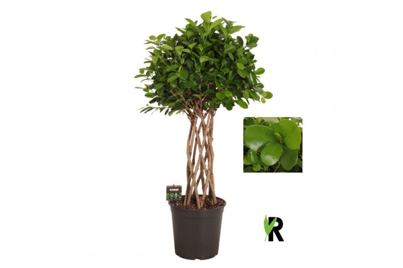 Ficus microcarpa moclame Ficus micr. Moclame gevlochten cilinder 8 pp 