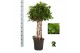 Ficus microcarpa moclame Ficus micr. Moclame gevlochten cilinder 8 pp 
