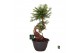 Araucaria Araucaria bidwillii bonsai 1 pp 1 tak/plnt 