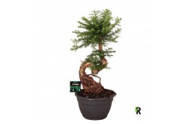Araucaria Araucaria bidwillii bonsai 1 pp 1 tak/plnt