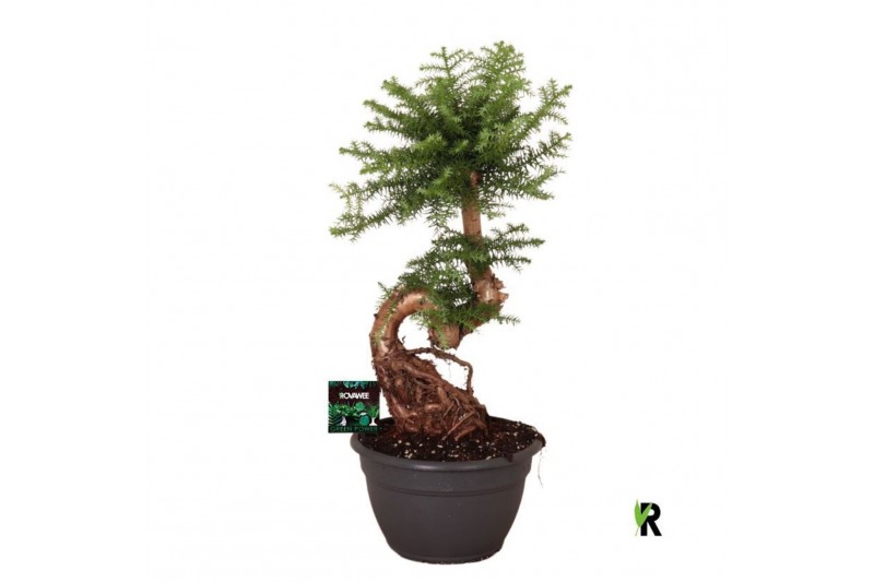 Araucaria Araucaria bidwillii bonsai 1 pp 1 tak/plnt 