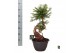 Araucaria Araucaria bidwillii bonsai 1 pp 1 tak/plnt 