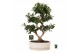 Ficus microcarpa ginseng Ficus micr. 8-type in keram. ovaal schaal met 