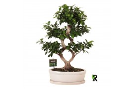 Ficus microcarpa ginseng Ficus micr. 8-type in keram. ovaal schaal met