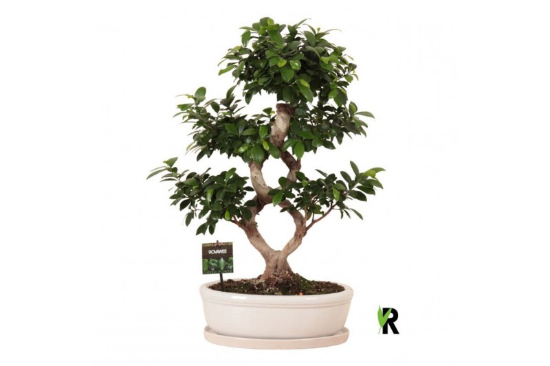Ficus microcarpa ginseng Ficus micr. 8-type in keram. ovaal schaal met 