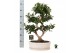 Ficus microcarpa ginseng Ficus micr. 8-type in keram. ovaal schaal met 