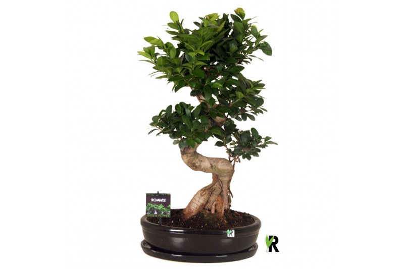 Ficus microcarpa ginseng Ficus micr. S-type in keram. ovale schaal met 