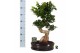 Ficus microcarpa ginseng Ficus micr. S-type in keram. ovale schaal met 