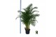 Dypsis lutescens Dypsis lutescens 1 pp 