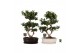 Ficus microcarpa ginseng Ficus micr. 8-type in keram. ovaal schaal met 