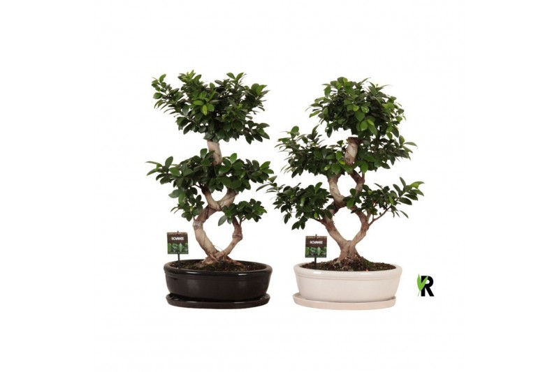 Ficus microcarpa ginseng Ficus micr. 8-type in keram. ovaal schaal met 