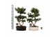 Ficus microcarpa ginseng Ficus micr. 8-type in keram. ovaal schaal met 
