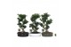 Ficus microcarpa ginseng Ficus micr. S-type in keramiek ovaal schaal m 