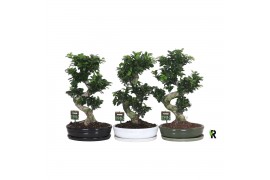 Ficus microcarpa ginseng Ficus micr. S-type in keramiek ovaal schaal m
