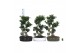 Ficus microcarpa ginseng Ficus micr. S-type in keramiek ovaal schaal m 