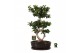 Ficus microcarpa ginseng Ficus micr. 8-type in keram. ovaal schaal met 