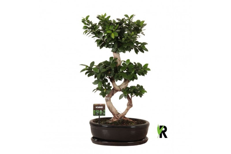 Ficus microcarpa ginseng Ficus micr. 8-type in keram. ovaal schaal met 