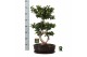 Ficus microcarpa ginseng Ficus micr. 8-type in keram. ovaal schaal met 