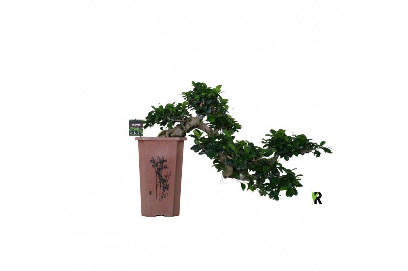 Ficus microcarpa ginseng Ficus micr. cascade watervalvormig 1 pp 1 tak 