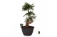 Araucaria Araucaria bidwillii bonsai 1 pp 1 tak/plnt 