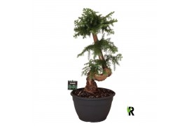 Araucaria Araucaria bidwillii bonsai 1 pp 1 tak/plnt
