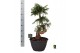 Araucaria Araucaria bidwillii bonsai 1 pp 1 tak/plnt 