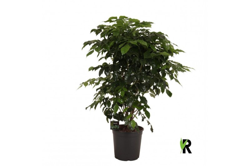 Radermachera sinica Radermachera Sinica vertakt 1 pp 