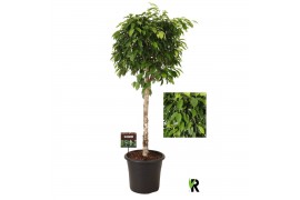 Ficus benjamina Ficus benj.Columnar op stam in sierpot 1 pp