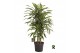 Dracaena fragr. der. lemon lime Dracaena fragr. Lemon Lime carrousel 4 