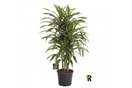 Dracaena fragr. der. lemon lime Dracaena fragr. Lemon Lime carrousel 4