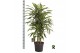 Dracaena fragr. der. lemon lime Dracaena fragr. Lemon Lime carrousel 4 