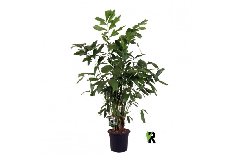 Caryota mitis Caryota mitis 1 pp 