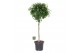 Ficus benjamina danielle Ficus benj. Danielle op stam 1 pp 