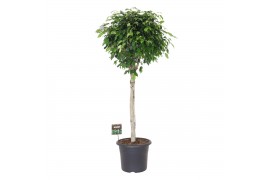 Ficus benjamina danielle Ficus benj. Danielle op stam 1 pp