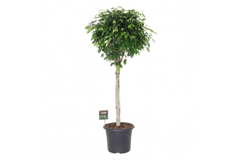 Ficus benjamina danielle Ficus benj. Danielle op stam 1 pp 