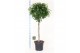 Ficus benjamina danielle Ficus benj. Danielle op stam 1 pp 
