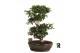 Ficus microcarpa ginseng Ficus micr. S-type in keramiek ovaal schaal m 
