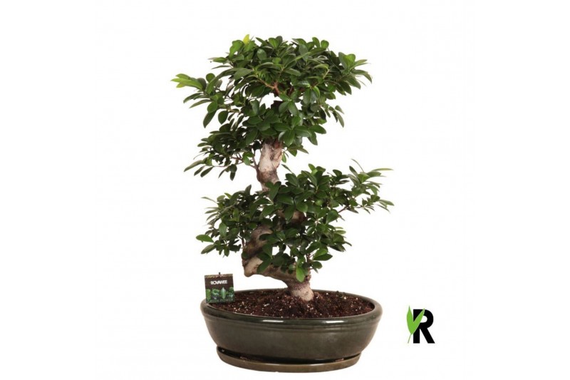 Ficus microcarpa ginseng Ficus micr. S-type in keramiek ovaal schaal m 