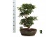 Ficus microcarpa ginseng Ficus micr. S-type in keramiek ovaal schaal m 