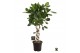 Ficus benghalensis audrey Ficus bengh. Audrey dubbel spiraal 2 pp 