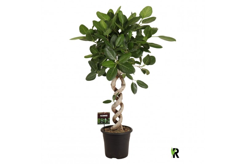 Ficus benghalensis audrey Ficus bengh. Audrey dubbel spiraal 2 pp 