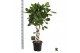 Ficus benghalensis audrey Ficus bengh. Audrey dubbel spiraal 2 pp 